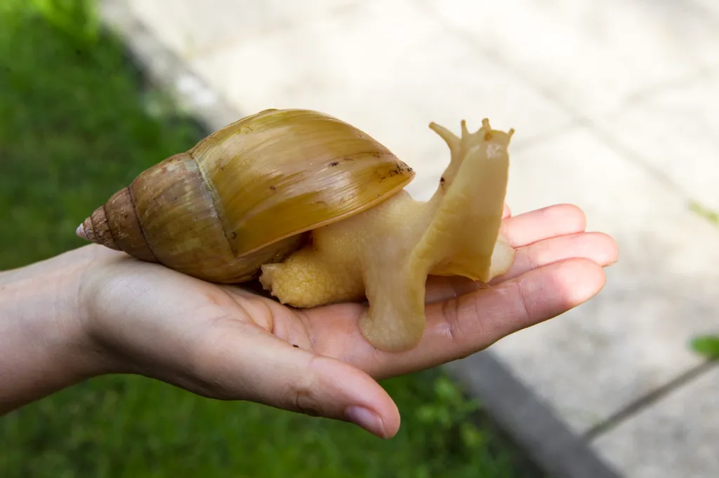 photo of an african giant snail which is about the size of the hand of the person holding it. it's reaching up at the air, there's concrete tiles and grass in the background