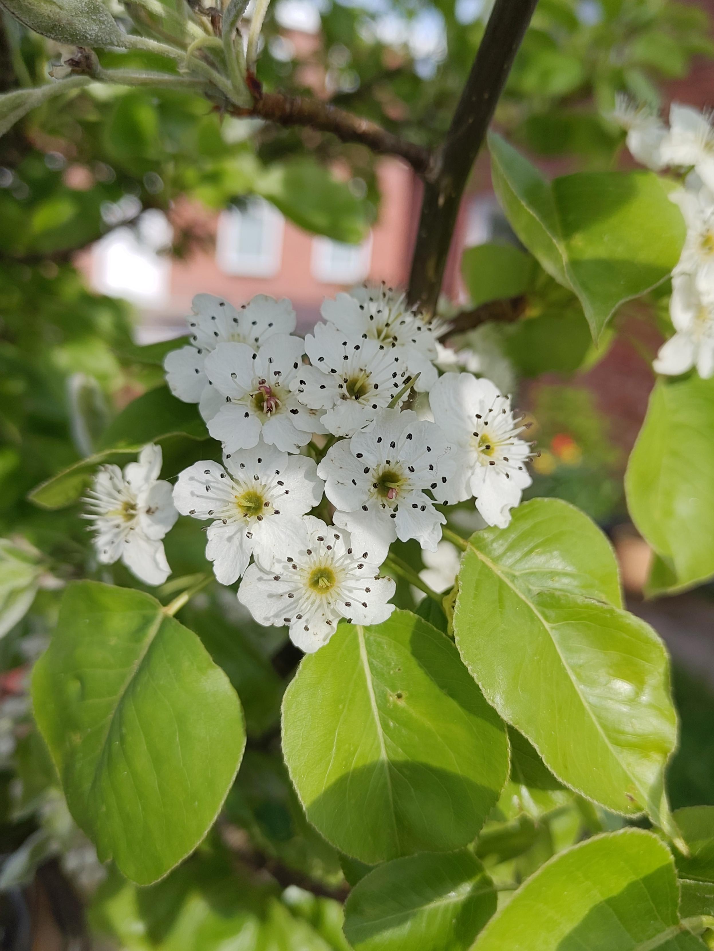 a photo of pear blossom on a pear tree in my front garden. they're perky white flowers in a bunch, atop of a few fresh looking leaves. in the blurred distance you can see a twig, more leaves, and a brick house with white-framed windows