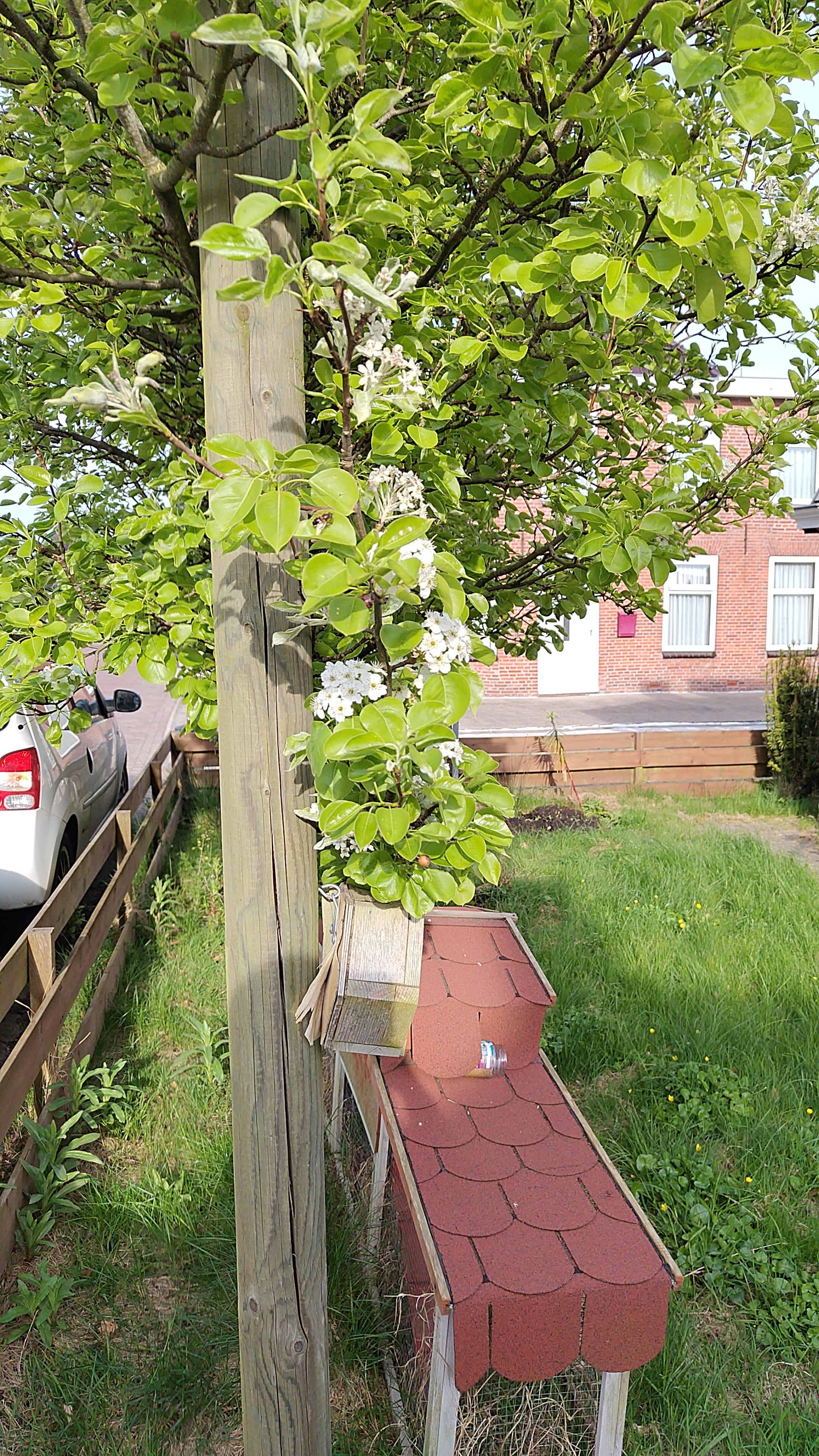 a photo from a bit further away with the blossom bunches sitting in the pole-supported tree. at the base of the tree sits a little animal enclosure with nothing inside and a red roof, sitting on the grassy field