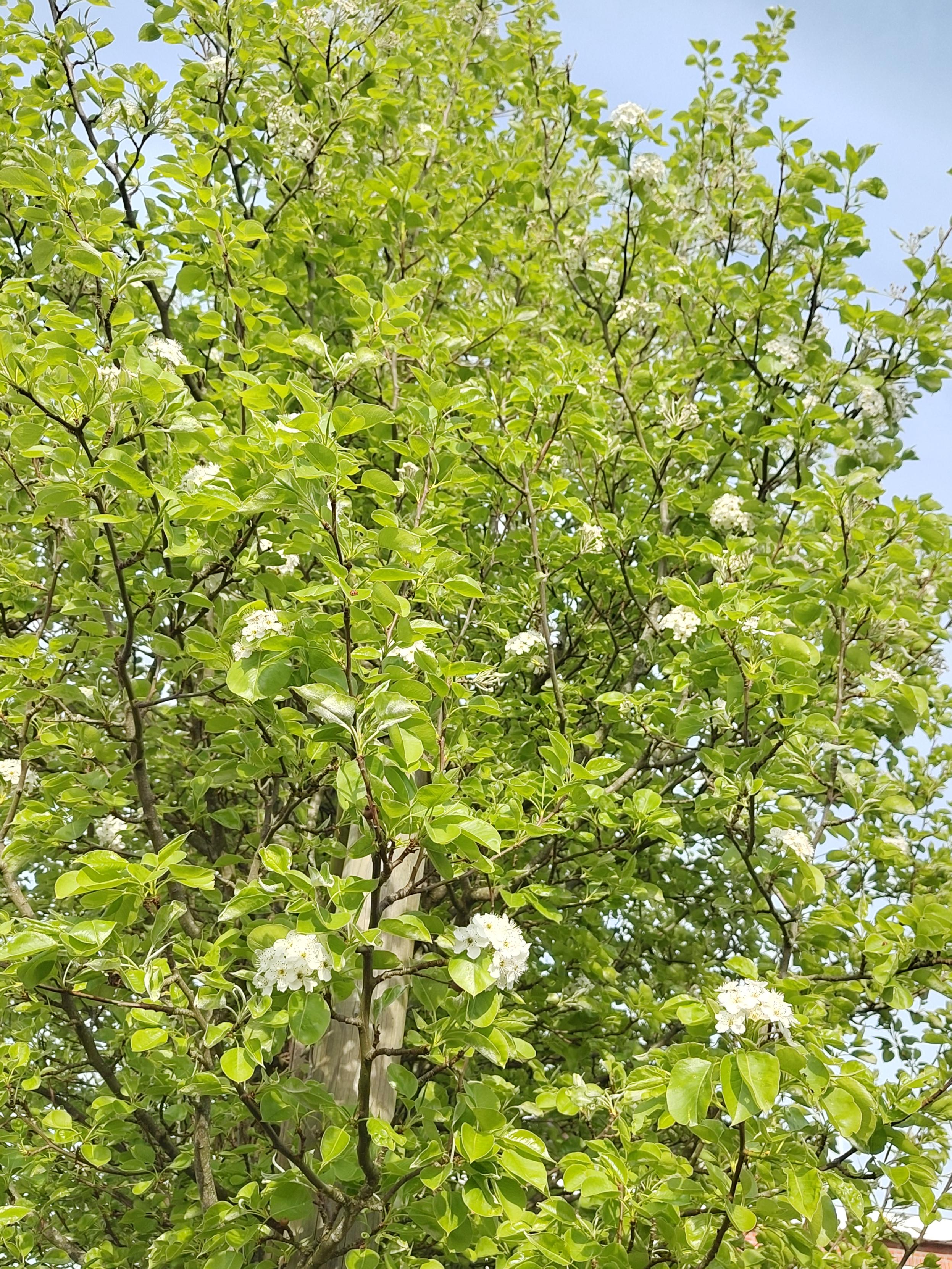 a photo looking up along the tree at the pale blue sky, small bunches of blossom dot the green masses of the tree's leaves